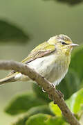 Tennessee Warbler