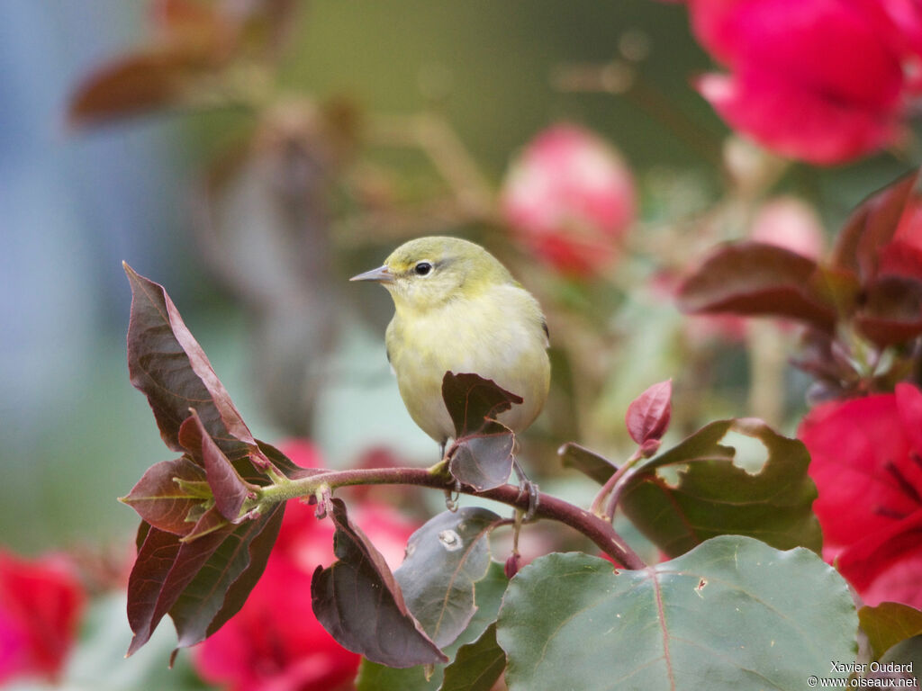 Tennessee Warbler