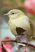 Tennessee Warbler