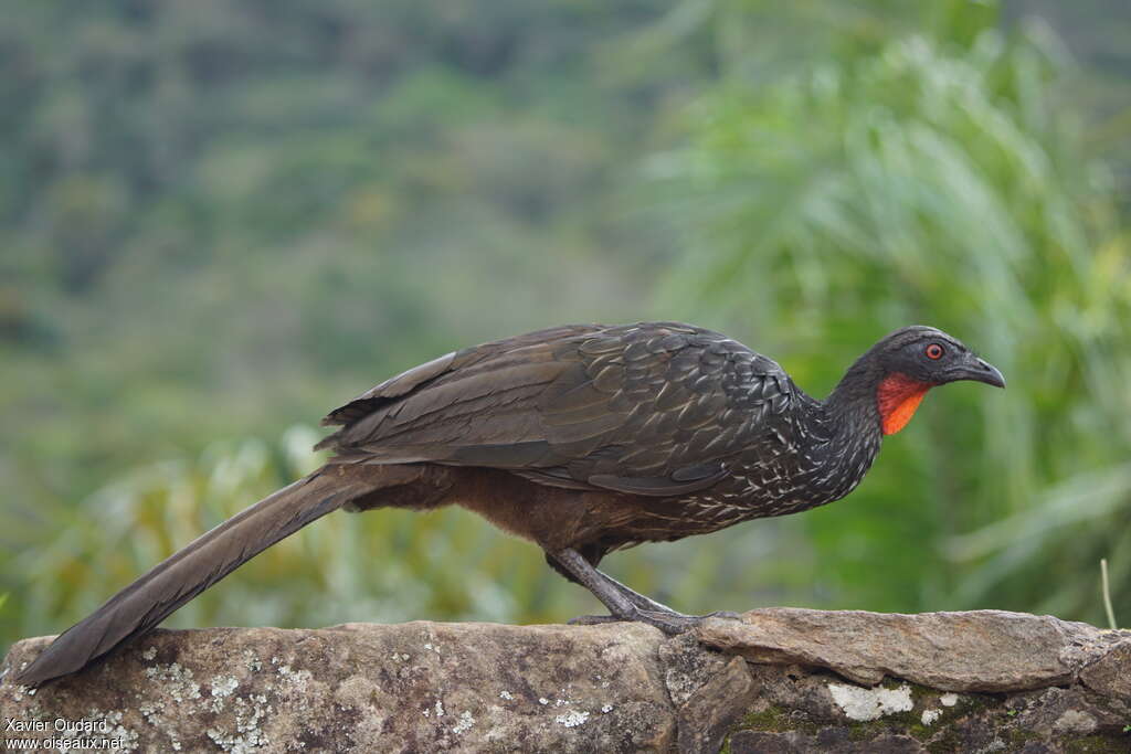 Dusky-legged Guanadult, identification