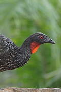 Dusky-legged Guan