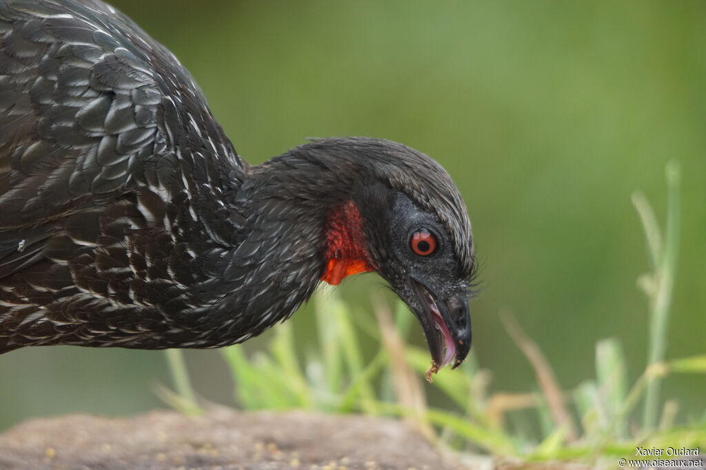 Dusky-legged Guan