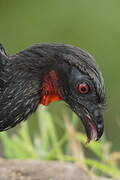 Dusky-legged Guan