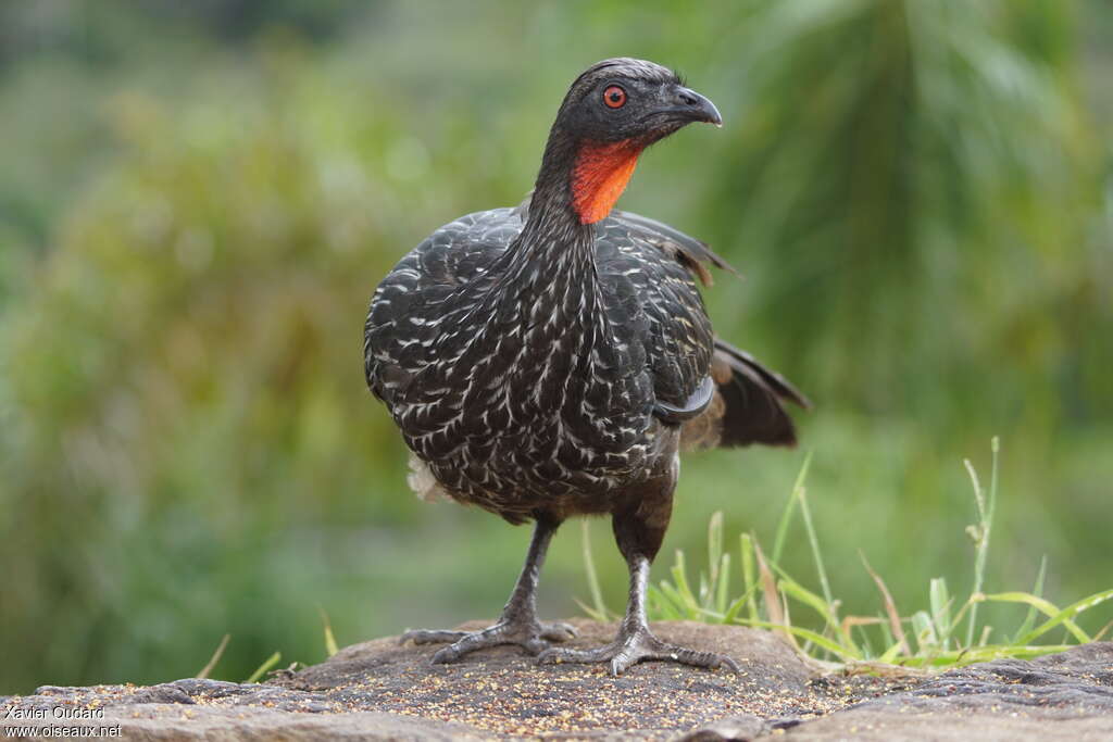 Dusky-legged Guanadult