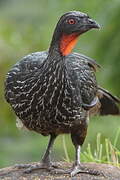 Dusky-legged Guan