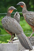 Dusky-legged Guan