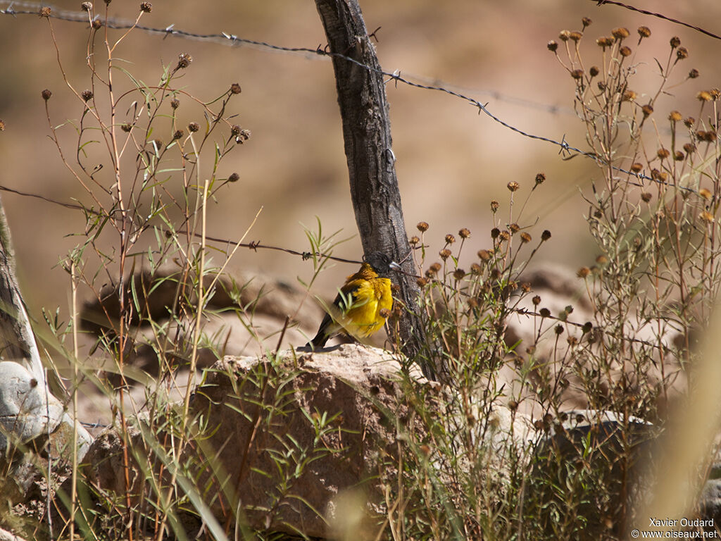 Black-hooded Sierra Finch