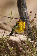 Black-hooded Sierra Finch