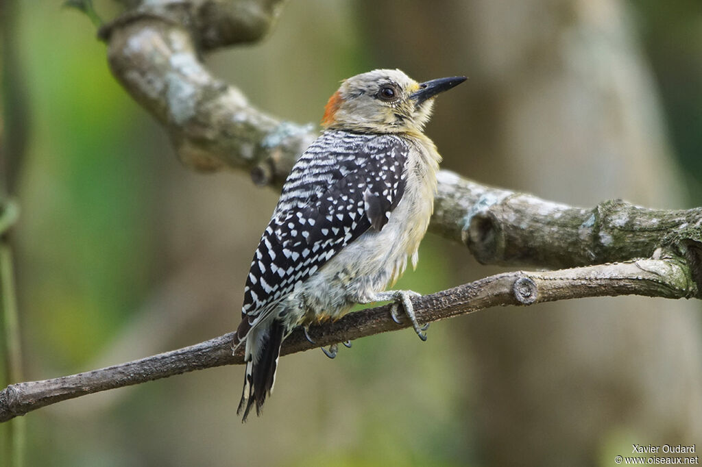 Red-crowned Woodpecker