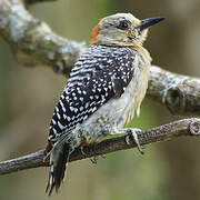 Red-crowned Woodpecker