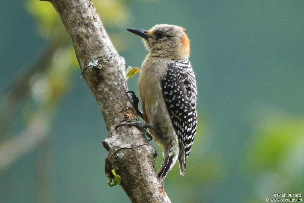 Red-crowned Woodpecker