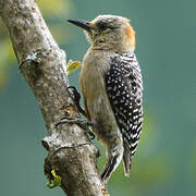 Red-crowned Woodpecker