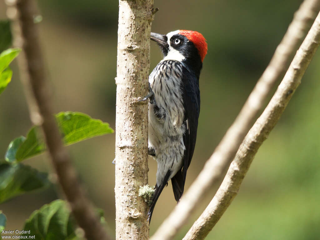 Acorn Woodpecker male adult, identification