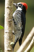 Acorn Woodpecker