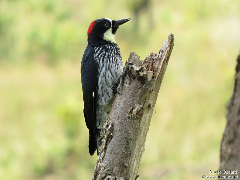 Acorn Woodpecker female