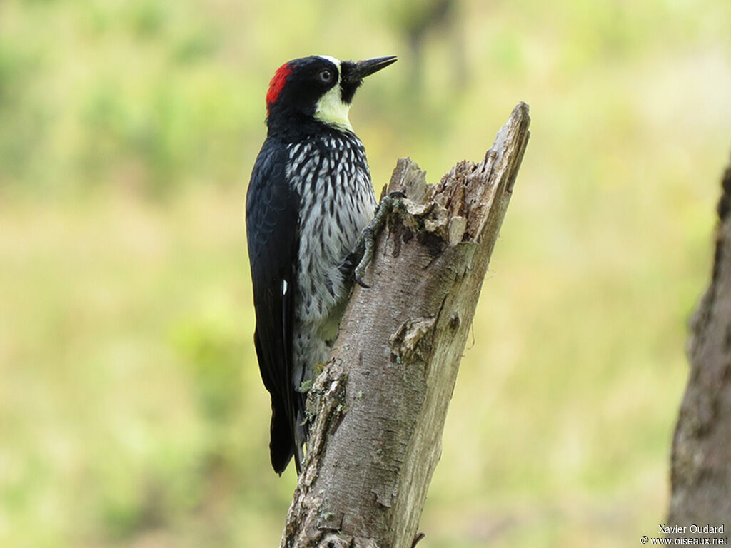 Acorn Woodpecker female