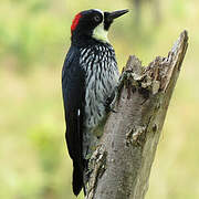 Acorn Woodpecker