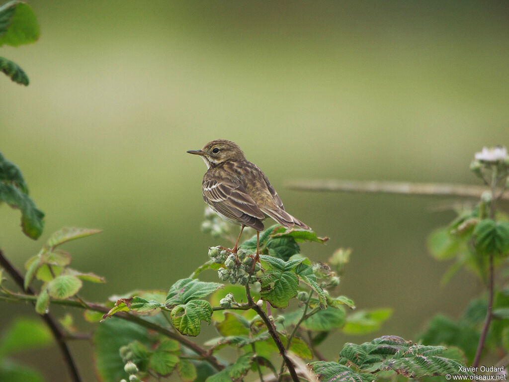 Pipit farlouse