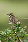 Pipit farlouse