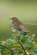 Pipit farlouse