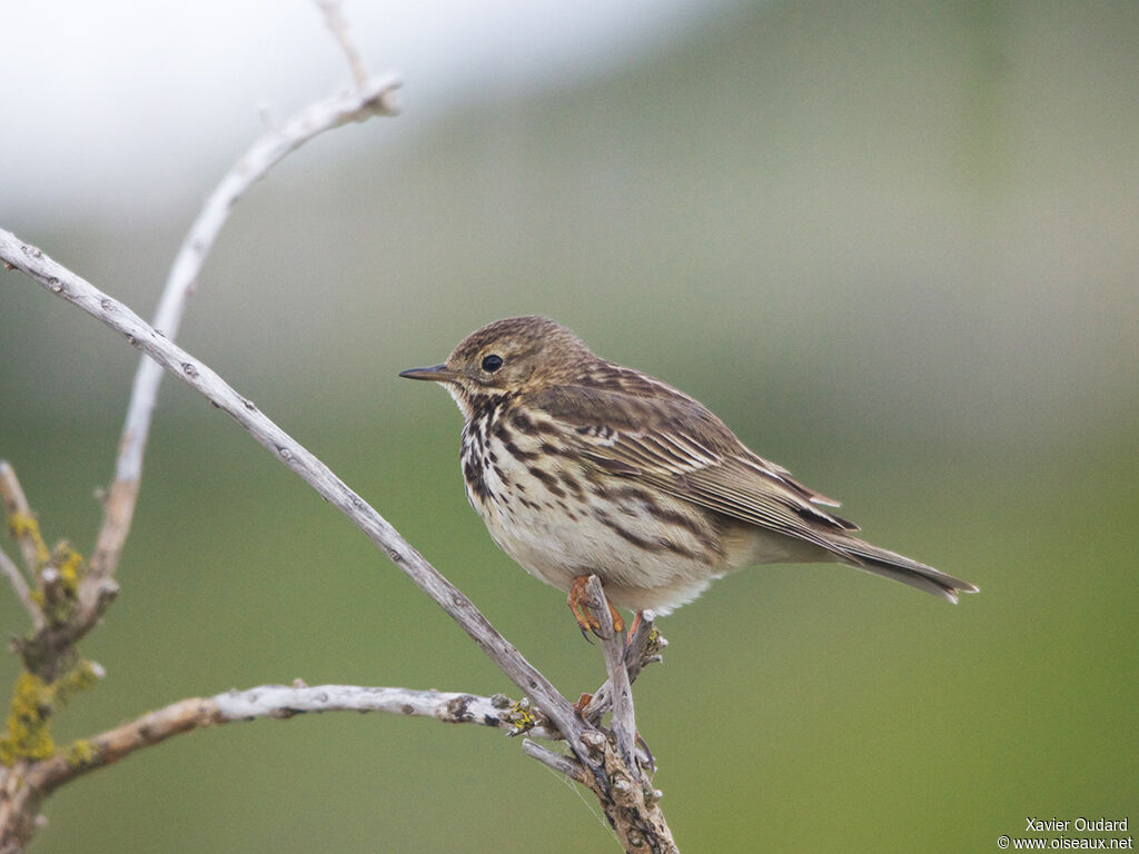 Meadow Pipit