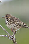 Pipit farlouse