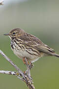 Meadow Pipit