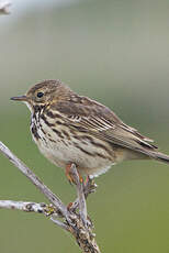 Pipit farlouse