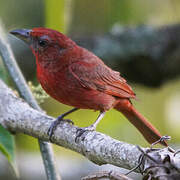 Hepatic Tanager