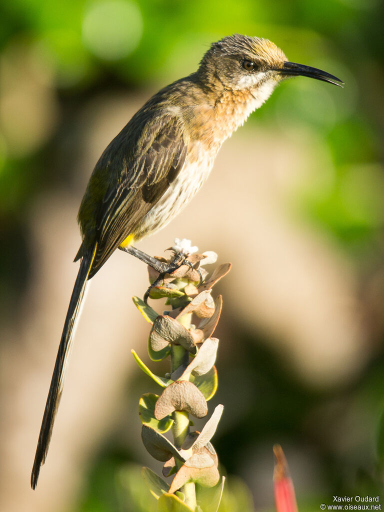 Cape Sugarbird