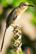 Cape Sugarbird