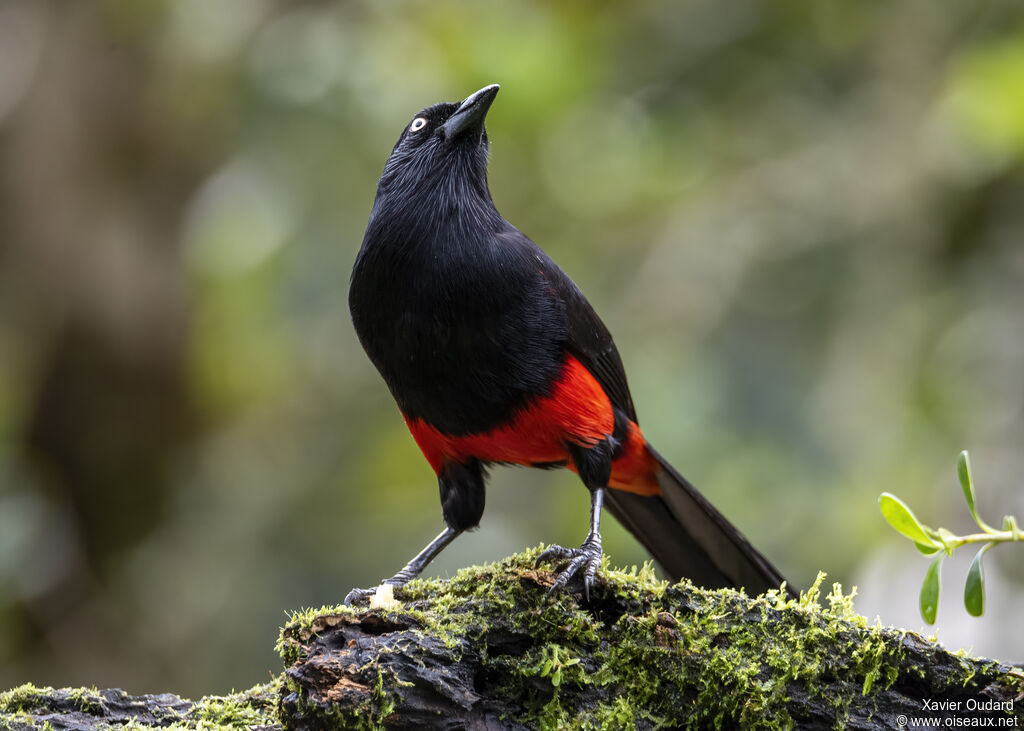 Red-bellied Grackle