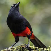 Red-bellied Grackle