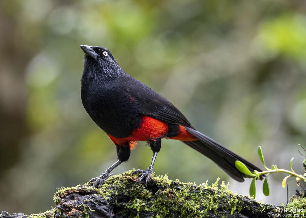 Quiscale à ventre rouge