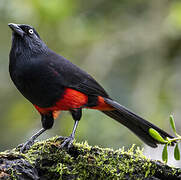 Red-bellied Grackle