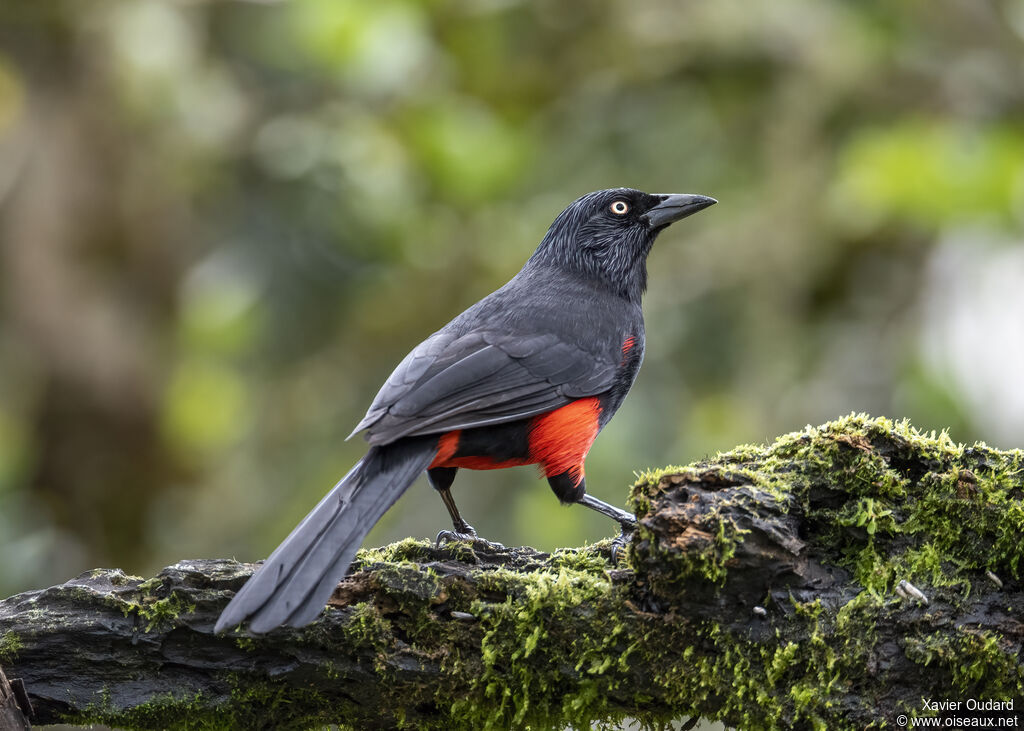 Quiscale à ventre rouge