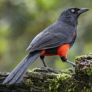 Red-bellied Grackle