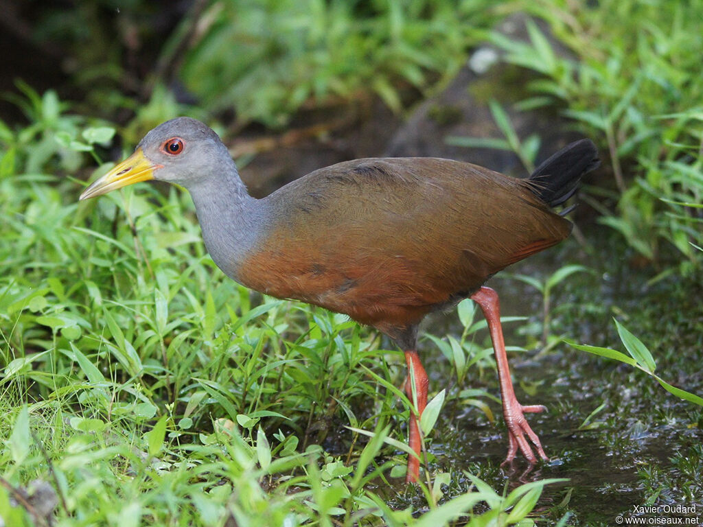 Grey-necked Wood Rail