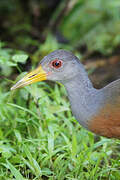 Grey-necked Wood Rail