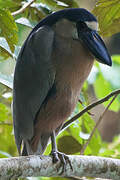 Boat-billed Heron