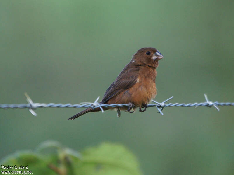 Thick-billed Seed Finch female adult, identification