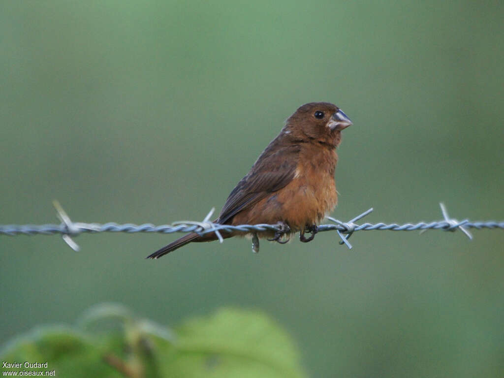 Thick-billed Seed Finch female adult, identification