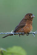 Thick-billed Seed Finch