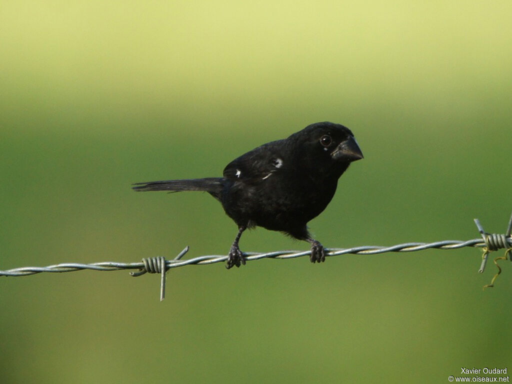 Thick-billed Seed Finch male