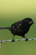 Thick-billed Seed Finch