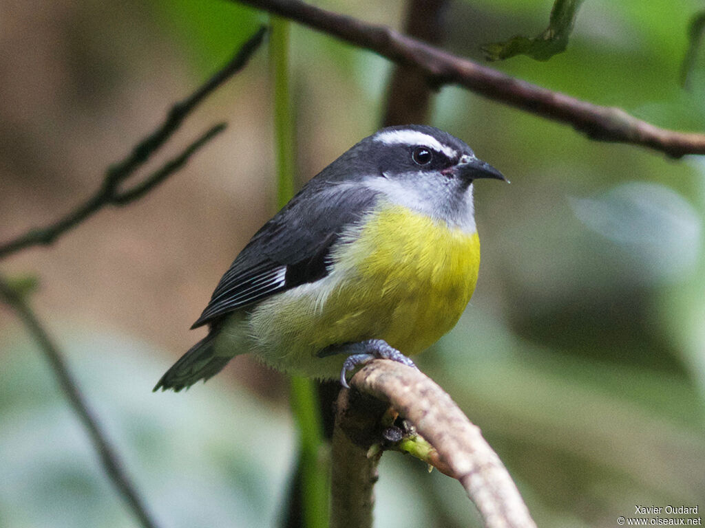 Sucrier à ventre jaune