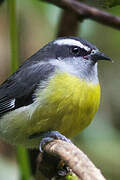 Bananaquit