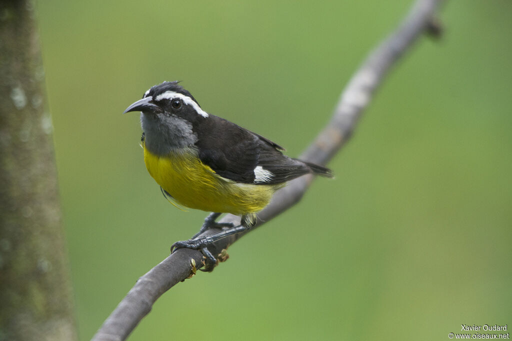 Sucrier à ventre jaune