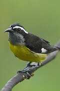 Bananaquit