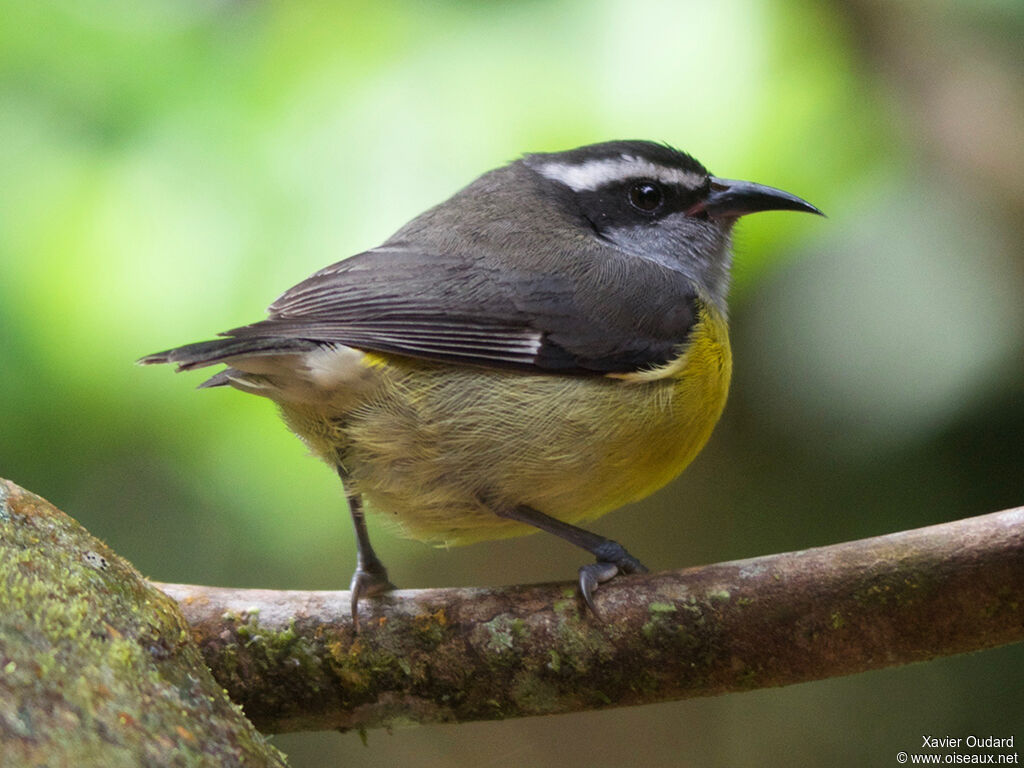 Sucrier à ventre jaune